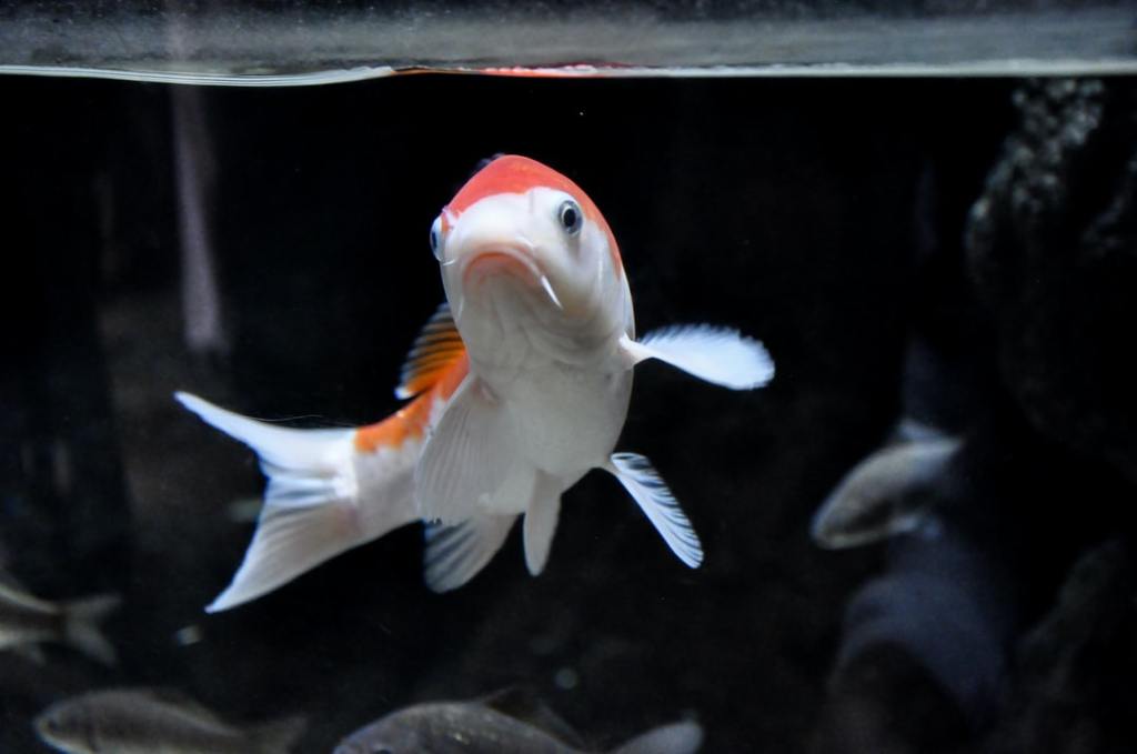 Koi Fish For Sale – How to Find a Koi Dealer Near You